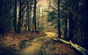 The Road In Woods Autumn Wallpaper And Image