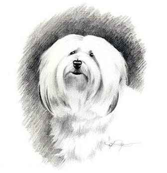 Drawn Havanese Dog Photo And Wallpaper Beautiful