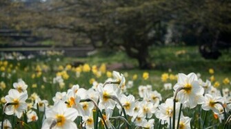 Widescreen Desktop Spring Photo Meadow Wallpaper HD