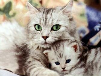 Cat Is Supper Amazing I Could Pet Her All Day And Not Even Care My