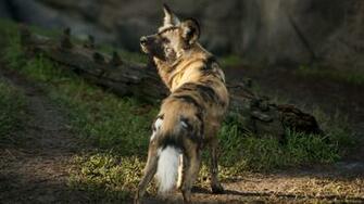 Wallpaper Wild Dog African Sun Sunny Day