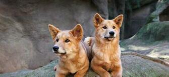 Dingo Pic Wallpaper Sportstle