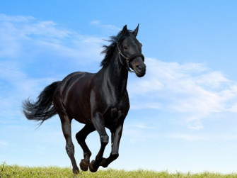 HD Black Horse Wallpaper