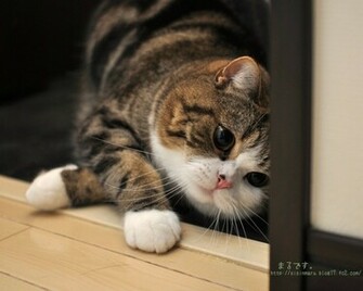 Maru Wallpaper