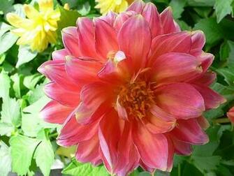 Beautiful Flower Nature Scenery Wallpaper Flowers Bloom