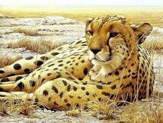 All About Animal Wildlife Cheetah Cool HD Wallpaper
