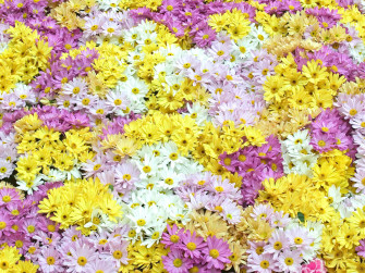 Toko Bunga Florist Di Jakarta Wallpaper