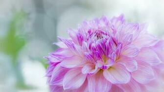 Dahlia Beautiful HD Wallpaper