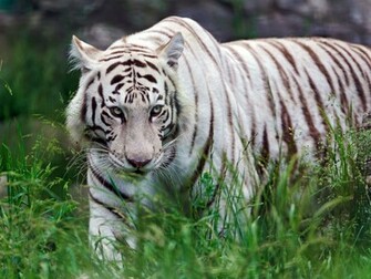 White Tiger Wallpaper Widescreen Which Is Under The