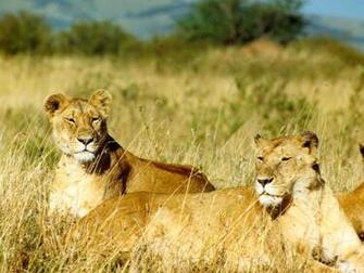 Lion Screensaver Screensavers Mobile Wallpaper