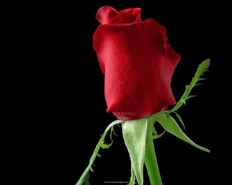 Roses Screensaver Showing A Beautiful Image Slideshow On Your Desktop
