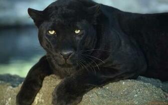 Black Jaguar Wallpaper Freshwallpaper