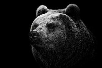 Bear Computer Wallpaper Desktop Background Id