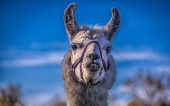Lama HD Wallpaper