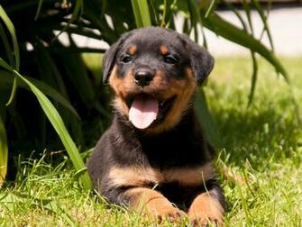 Rottweiler Puppies Wallpaper HD Hivewallpaper