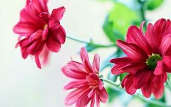 Beautiful Flower Wallpaper For Fresh Flowers