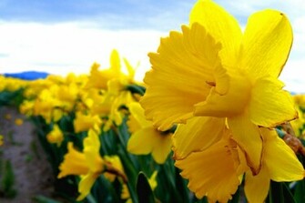 Field Of Daffodils Wallpaper Close Up Daffodil Cake Ideas