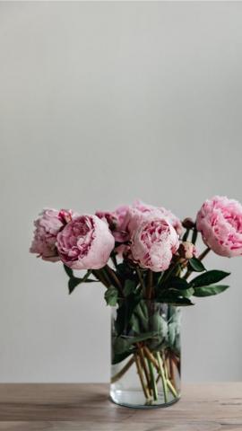 Best Dahlia iPhone HD Wallpaper