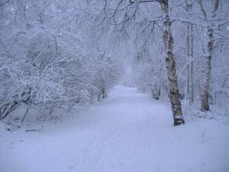 Winter Scene Wallpaper