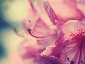 Flowers Pink Wallpaper HD Dekstop