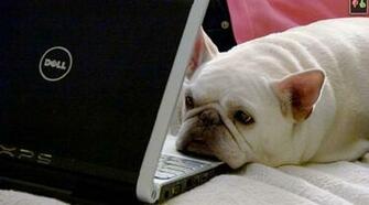 French Bulldog Wallpaper Image From Photockie Pixdaus