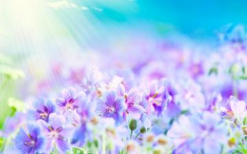 Purple White Flowers