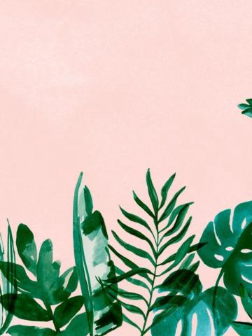 Plant Aesthetic Laptop Wallpaper Top