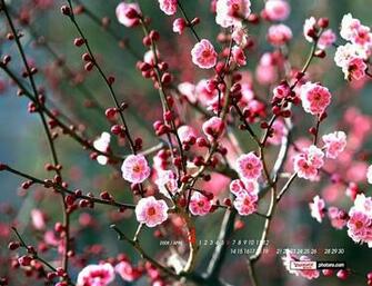 Wallpaper For Desktop Spring Flowers