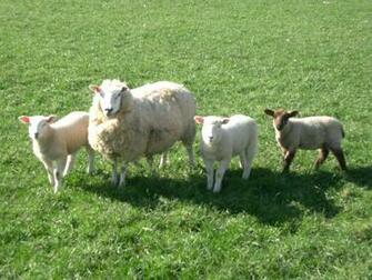 Sheep Wallpaper You Are Ing The Named It
