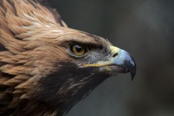 Golden Eagle Pictures HD Image Stock