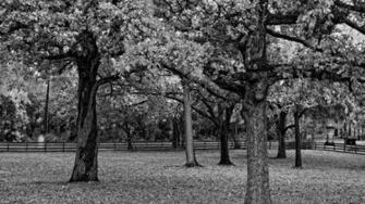 Black And White Forest Wallpaper 1080p Hq