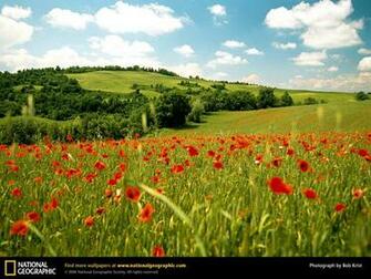Tuscany Italy Red Poppies Photo Of The Day Picture