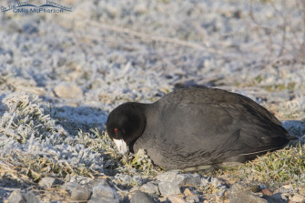 Focusing On American Coot Photos At Farmington Bay The Wing