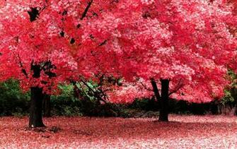 Spring Wallpaper The Wondrous Pics