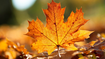 Feuille D Automne Wallpaper