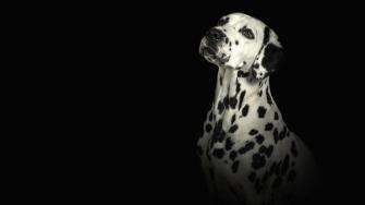 Dalmatian High Quality Background Id For HD