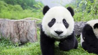 HD Wallpaper Of Cute Animals To Lighten Your Day