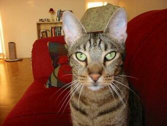 Ocicat Cat Face Photo And Wallpaper Beautiful