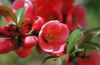 Buribalek Nature Flower Wallpaper