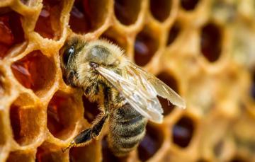Wallpaper Macro Honey Bee In A Beehive Image For Desktop