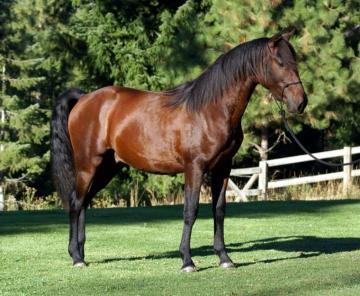 HD Animals Wallpaper Andalusian Horses