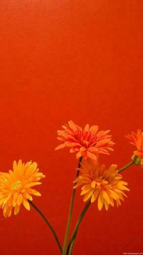 Orange Flower Wallpaper Questions Pictures Fotos