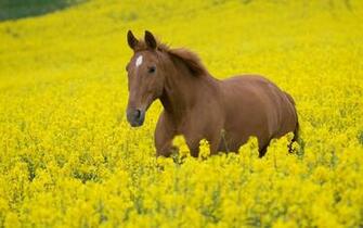 Beautiful Horses Picture Photosjunction