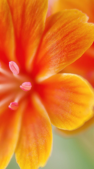 Orange Flower iPhone Wallpaper On