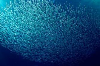 School Of Fish iPhone 4s Wallpaper Pictures