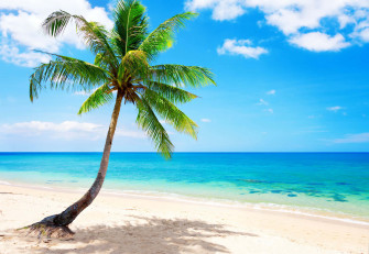 Palm Tree Beach Wallpaper