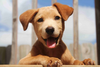 Understanding The Stages Of Puppy Growth Wallpaper