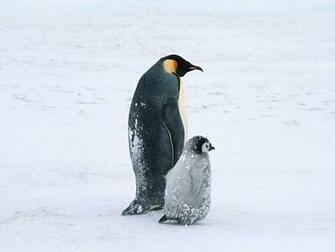 Baby Penguins Wallpaper Desktop