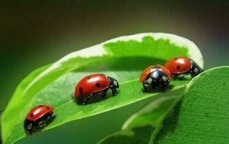 Ladybug Computer Wallpaper Desktop Background Id