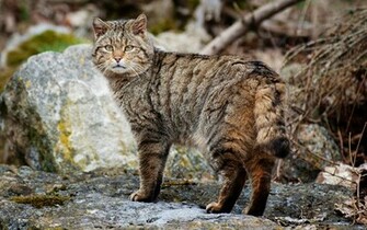 Big Cat Wallpaper